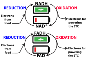NADH and FADH subscript 2 are the charged batteries, having received electrons from food. When oxidized, their electrons are removed to power the ETC, and they become 