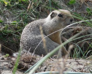 Tan ground squirrel with small ears on the ground.