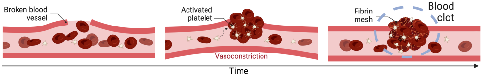3 images along x-axis of Time. Image 1: Blood cells move towards the opening of a broken blood vessel. Image 2: Activated platelets combine with a cluster of blood cells at the vessel break. Vasoconstriction is occurring. Image 3: Fibrin mesh further seals the broken blood vessel with the blood clot.
