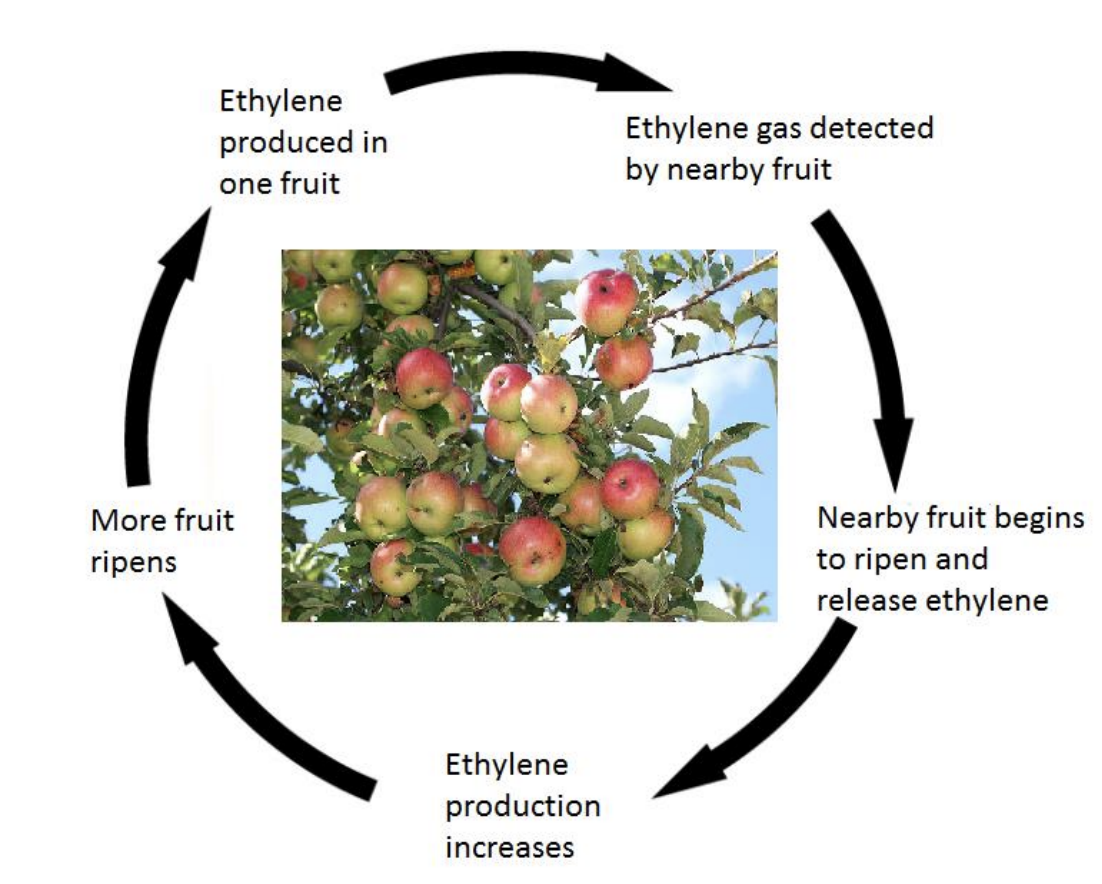 Bunch of apples in the center of a cycle. Text in the cycle from upper left, clockwise: Ethylene produced in one fruit > Ethylene gas detected by nearby fruit > Nearby fruit begins to ripen and release ethylene > Ethylene production increases > More fruit ripens. 