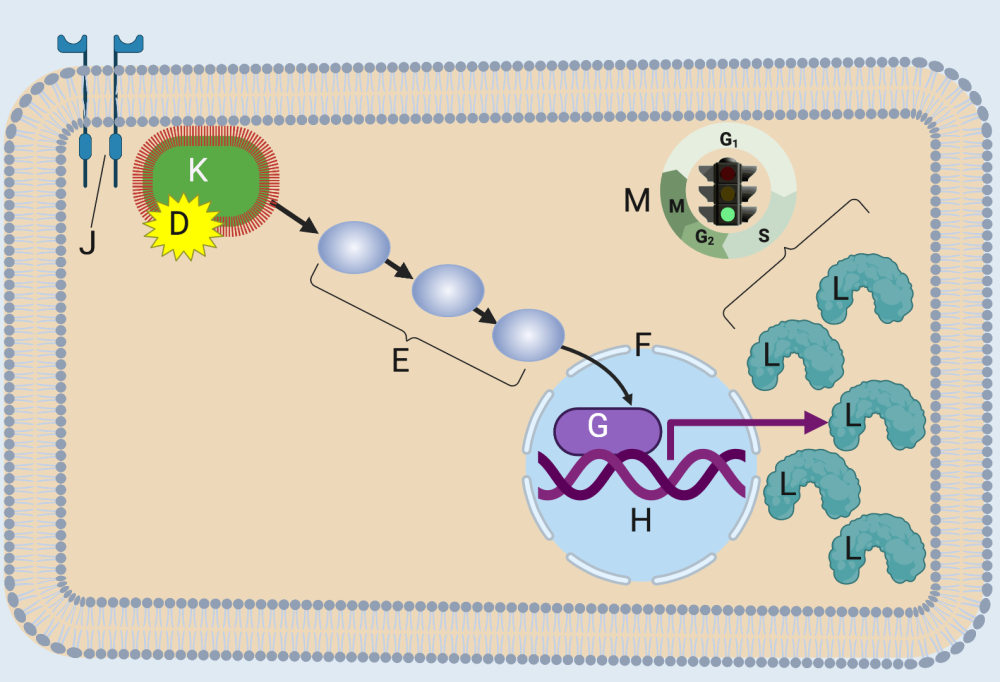 Described under the heading 5a. Oncogenes.