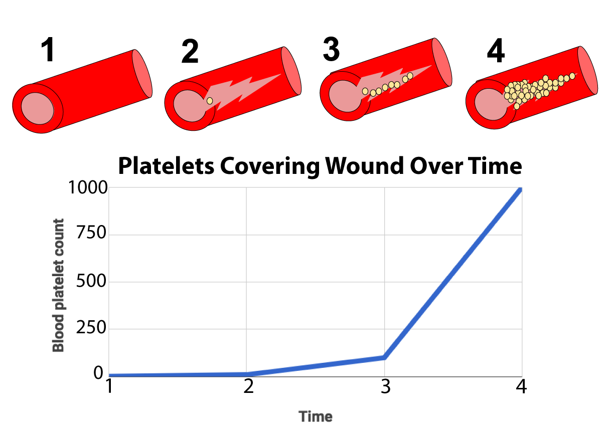 Top: 4 images of a blood vessel. 1 is normal. 2 has a tear and one platelet. 3 has multiple platelets lining one edge of the tear. 4 has platelets completely covering the tear. Bottom: Graph titled "Platelets Covering Wound Over Time" with the four stages from above listed on the x-axis. The y-axis is blood platelet count with a range from 0 to 1,000. The data points are at approximately (1, 0), (2,1), (3,100), and (4, 1,000).