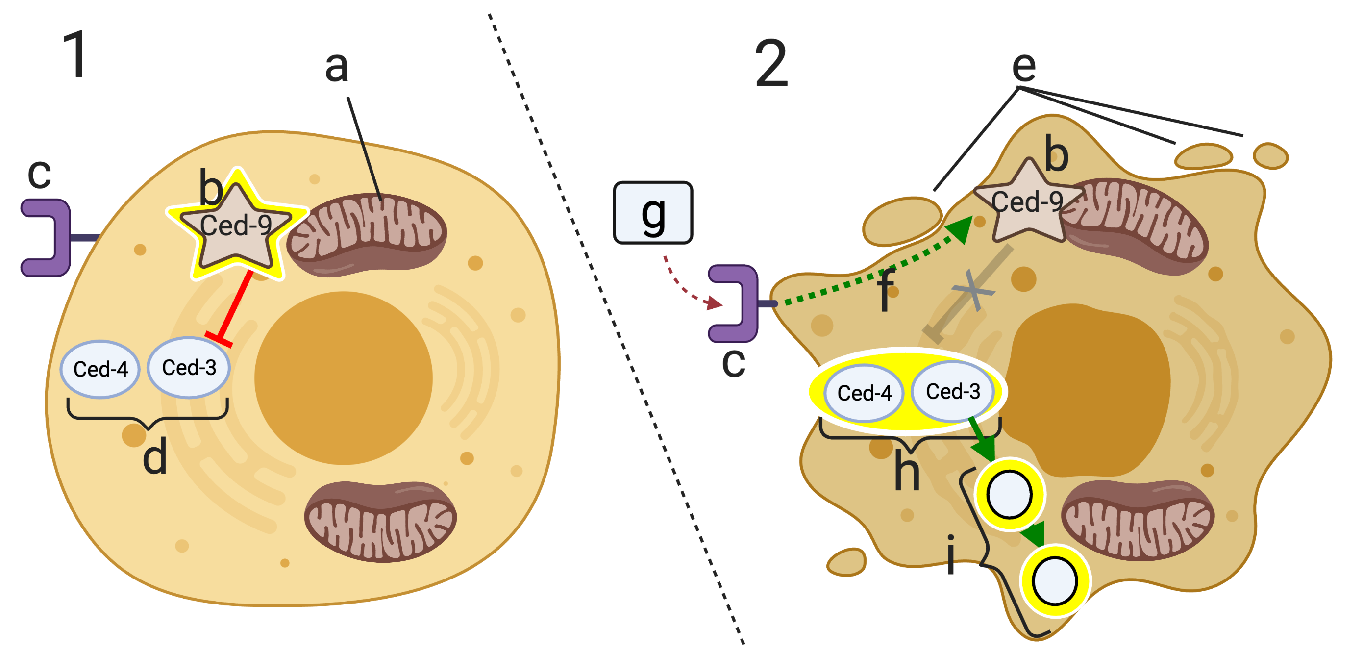 Described under the heading 7. Apoptosis.