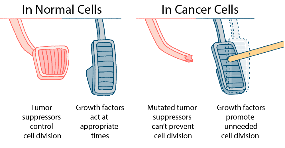 In Normal Cells (left), the brake text is "Tumor suppressors control cell division" and the gas pedal text is "Growth factors act at appropriate times". In Cancer Cells (right), the brake pedal is broken, and the text is "Mutated tumor suppressors can't prevent cell division". The gas pedal is depressed by a stick with text reading" Growth factors promote unneeded cell division.