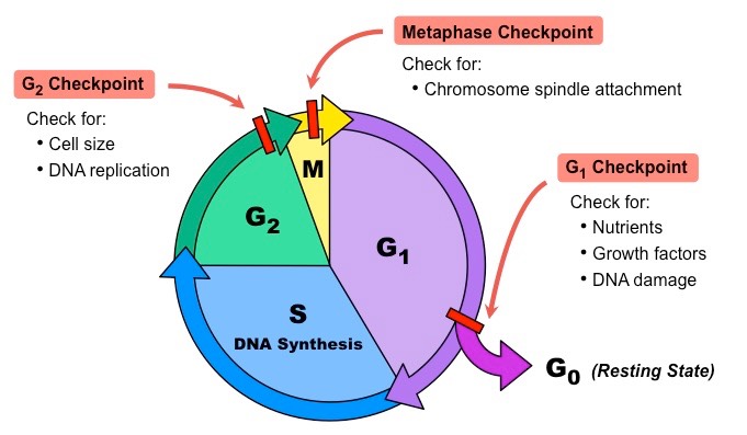G1 Checkpoint located near end of G1 phase. Check for: Nutrients, Growth factors, DNA damage. G0 (Resting State). G2 Checkpoint located at end of G2 phase. Check for Cell size, DNA replication. Metaphase Checkpoint. Check for: Chromosome spindle attachment.