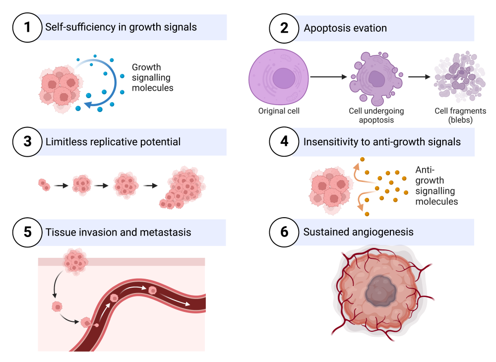 1. Self-sufficiency in growth signals. Mass of cells with an arrow labeled "Growth signaling molecules" pointing from and back towards the mass. 2. Apoptosis evation. A sequence from the original cell becoming a cell undergoing apoptosis and ending as cell fragments (blebs). 3. Limitless replicative potential. Two cells become a small mass becomes a medium mass becomes a large, misshapen mass of cells. 4. Insensitivity to anti-growth signals. Anti-growth signaling molecules approach a mass of cells but are deflected away. 5. Tissue invasion and metastasis. A mass of cells leaves its site of origin, enters the bloodstream, and travels elsewhere. 6. Sustained angiogenesis. The tumor has its own blood vessels.