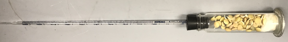 Respirometer containing germinating seeds and cotton.