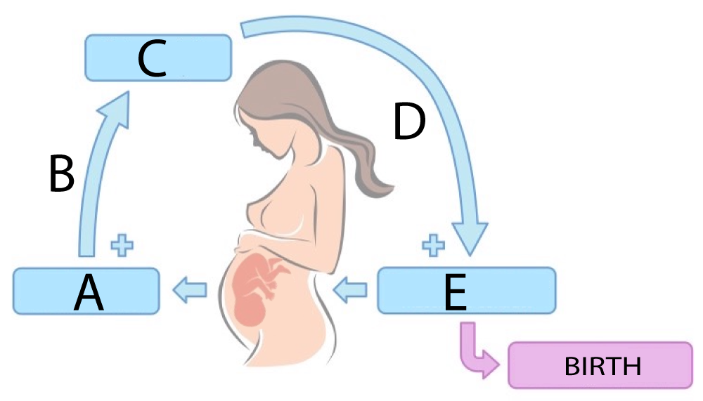 Described under the heading 4b. Oxytocin, Uterine Contractions, and Childbirth.