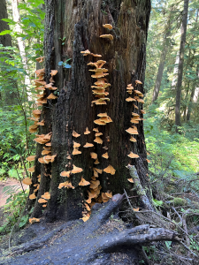 Large tree with multiple pale orange shelf fungi growing on it.