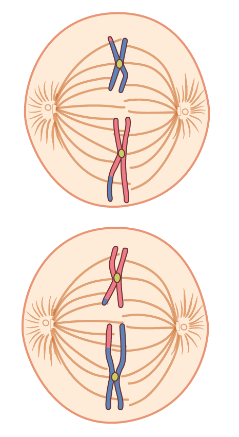 Metaphase 2. Spindles form in each cell and attach to the doubled chromosomes along the cell equator.