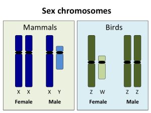 Sex chromosomes. Mammals display females with two long X chromosomes and males with one long x chromosome and one short Y chromosome. Birds display females with one long Z chromosome and one short W chromosome and males with two long Z chromosomes.