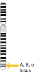 Banded chromosome 9. A yellow arrow labels the A, B, o locus at the bottom of the chromosome.