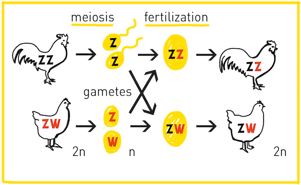 In meiosis, ZZ (2n) roosters produce two Z (n) gametes and ZW (2n) hens produce one Z (n) and one W (n) gamete. With fertilization, a ZZ zygote (2n) leads to a rooster and a ZW zygote (2n) leads to a hen.