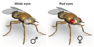 White eyed male fruit fly and red eyed female fruit fly.