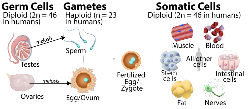 Germ Cells are diploid (2n = 46 in humans) and include testes and ovaries. When these cells undergo meiosis, they produce sperm and egg/ova, respectively, which are called gametes. Gametes are haploid (n = 23 in humans). When a sperm and egg/ovum combine, they form a fertilized egg/zygote. Somatic cells are diploid (2n = 46 in humans) and include all other cells including muscle, blood, intestinal, nerves, fat, and stem.