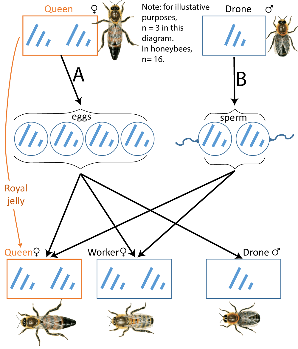 Haplodiploidy in bees. Note: For illustrative purposes, n = 3 in this diagram. In honeybees, n = 16. Queen  (female) produces 4 eggs via arrow A. Drone (male) produces 2 sperm via arrow B. Queen also produces royal jelly, which will result in another queen when added to a fertilized egg. Otherwise, a fertilized egg results in a female worker and an unfertilized egg produces a male drone. The queen and female worker both contain 6 chromosomes while the male drone contains 3 chromosomes.