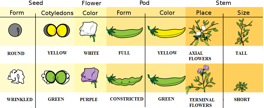 Table displaying illustrations of the different characteristics Mendel observed in garden peas. Seed traits include form (round or wrinkled) and cotyledons (yellow or green). Flower color (white or purple) was an observed trait. Pod traits included form (full or constricted) and color (yellow or green). Stem traits included place (axial or terminal flowers) and size (tall or short).