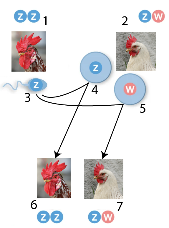 Rooster 1 has ZZ. Chicken 2 has ZW. Sperm 3 (Z) and Egg 4 (Z) combine to form Rooster 6 (ZZ). Sperm 3 (Z) and Egg 5 (W) combine to form Chicken 7 (ZW).