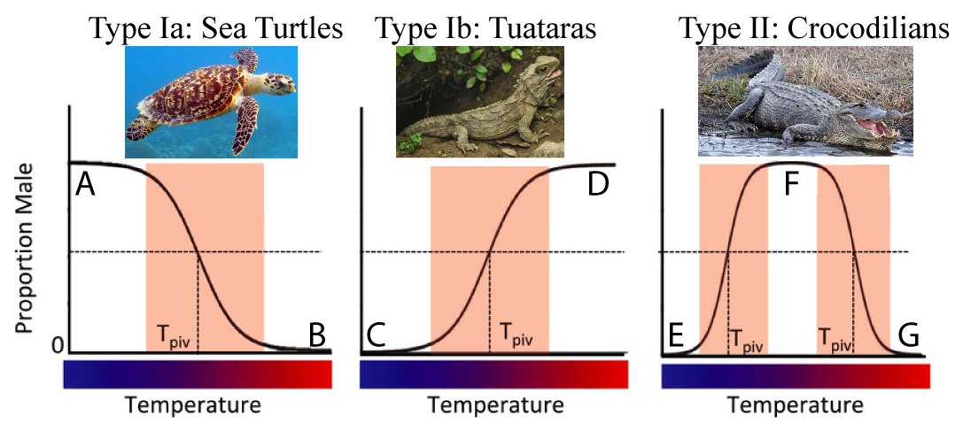 Three graphs relating the proportion of males by temperature in sea turtles, tuataras, and crocodilians. Described under the heading 4a. Temperature-Dependent Sex Determination.