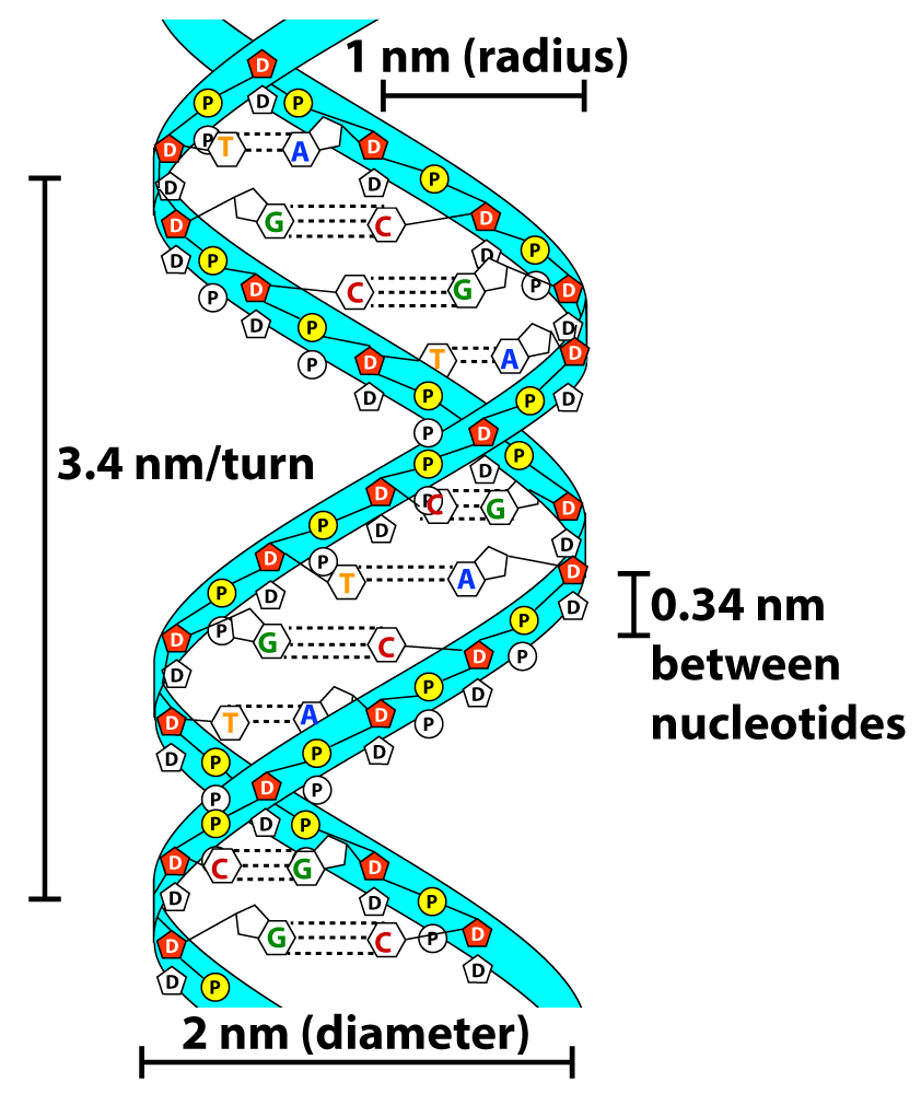 DNA double helix. 3.4 nm/turn. 2nm diameter. 1 nm radius. 0.34 nm between nucleutides.