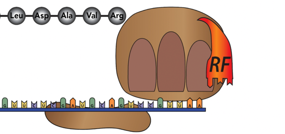 The ribosome/mRNA/tRNA/polypeptide complex separates.