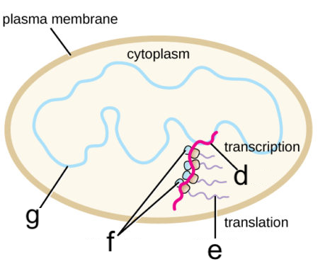 Described under the heading 4. Once eukaryotic DNA is transcribed, several steps are required before the RNA can be translated into protein.