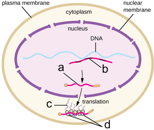 Transcription and translation diagram. Inside the plasma membrane is the cytoplasm. Inside the nuclear membrane/nucleus is DNA. "b" labels a short strand produced from the DNA with pink and purple segments. "a" labels that strand which has had its purple segments removed and two small yellow elements attached to either end. "a" leaves the nucleus to participate in translation aided by structures "d" to produce chains "c".