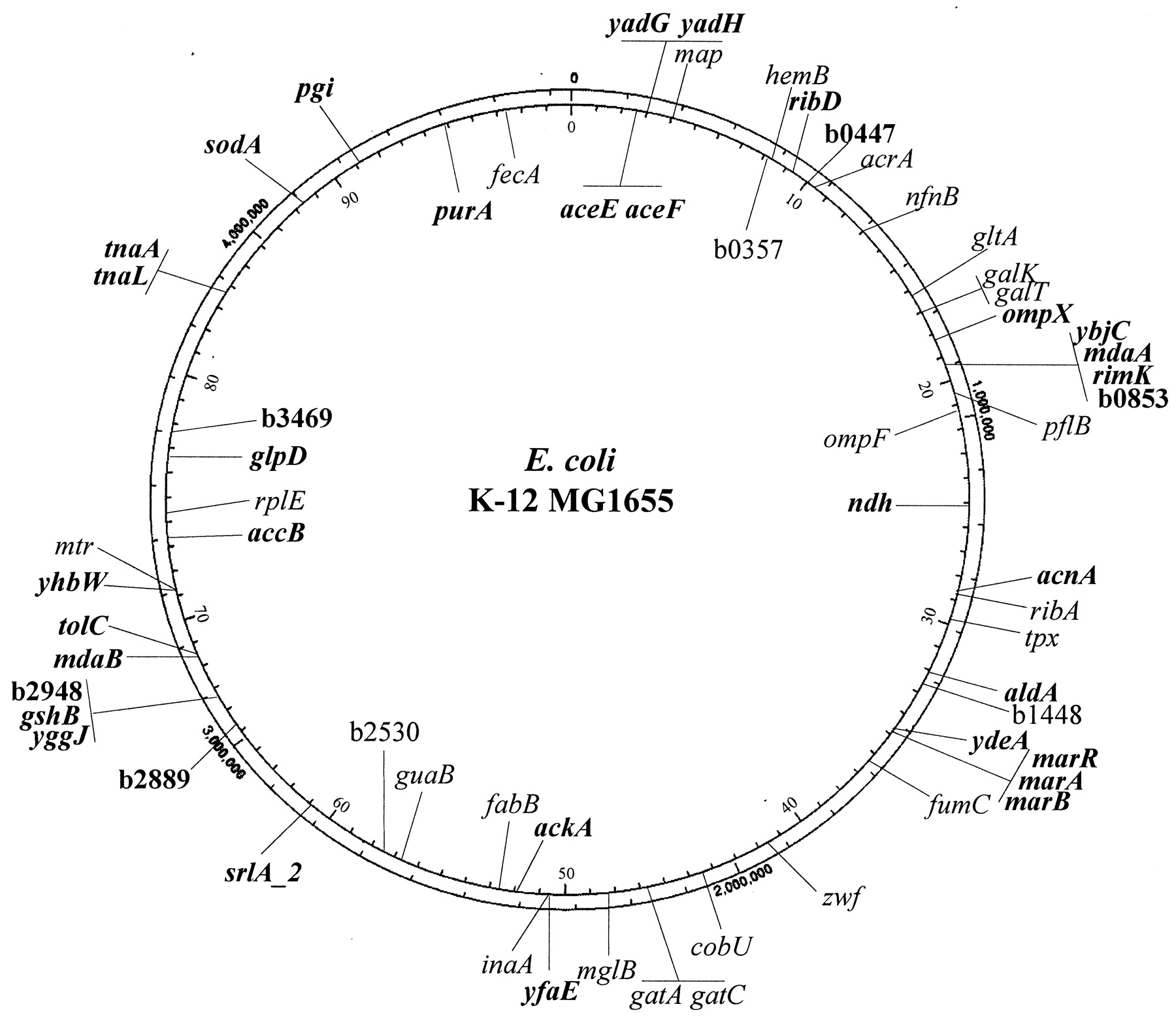 Circular chromosome map of E. coli strain K-12 MG1655.