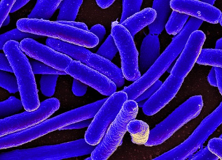 Long blueish purpled-hued pill-shaped E. coli.