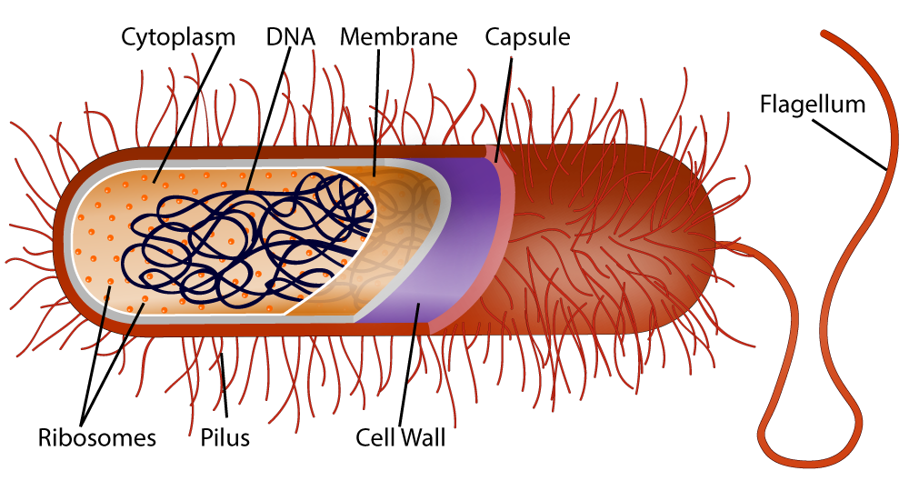 Pill-shaped bacterial cell with the following features: ribosomes, pilus, cell wall, cytoplasm, DNA, membrane, capsule, and flagellum.