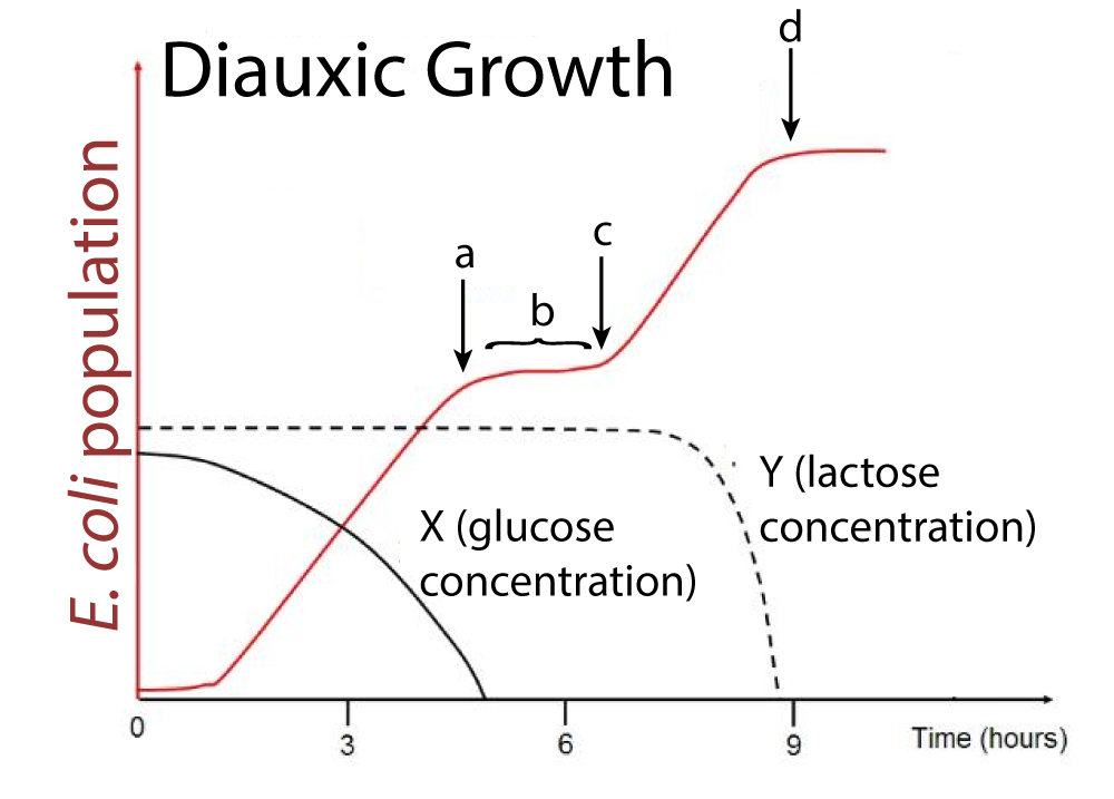 Graph of Diauxic Growth. X-axis is time (hours) at intervals 0, 3, 6, and 9. Y-axis is E. coli population. Black line X (glucose concentration) starts about 40% up the y-axis at time 0, then slowly curves downward until almost 5 hours where y=0. Dashed black line Y (lactose concentration) remains constant at about 45% up the y-axis from time 0 to about time 8 when the line sharply curves downward to y=0 nearly at time 9 hours. E. coli population has very little growth for the first hour, rises steadily until the glucose concentration gets to 0 (point a). Growth flattens out briefly (segment b). Growth begins climbing again at point c around 7 hours. Growth plateaus again at point d when lactose concentration drops to 0.