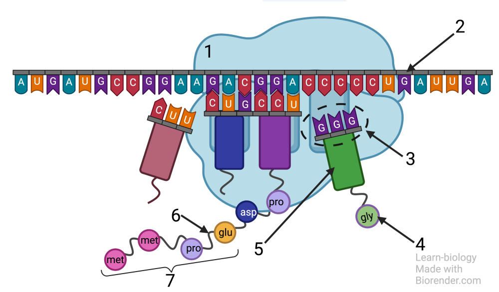 Described under the heading 4b. Transfer RNAs (tRNAs) bring amino acids to the ribosome.