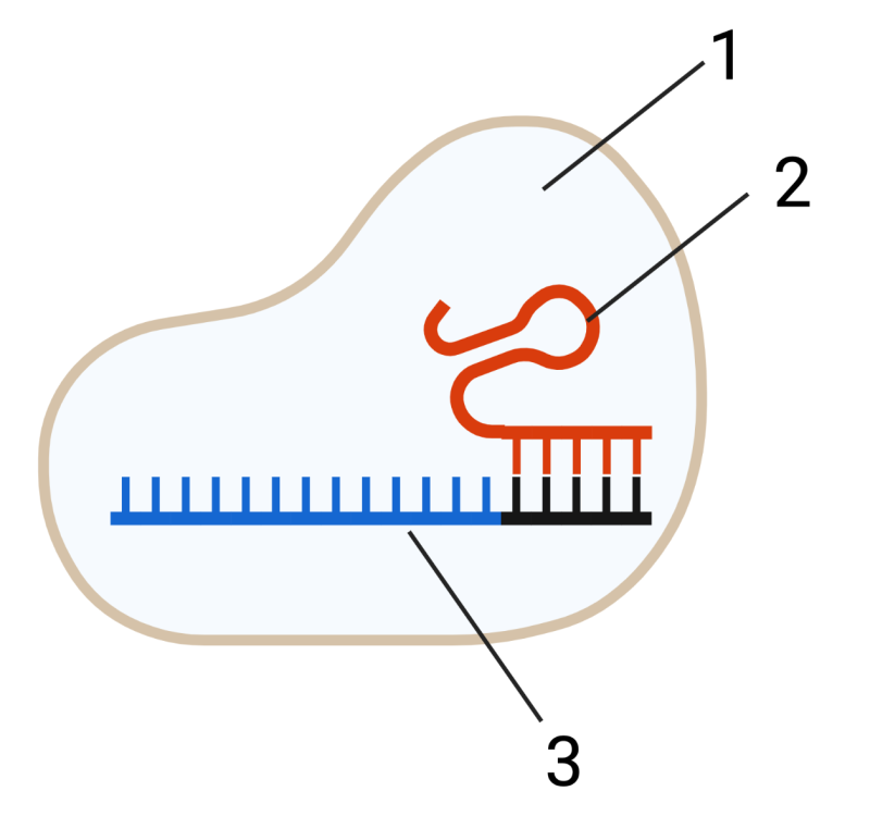 Protein "1" surrounds a red segment of genetic material with a little hairpin curve at one end "2" and a blue segment of unpaired bases "3".