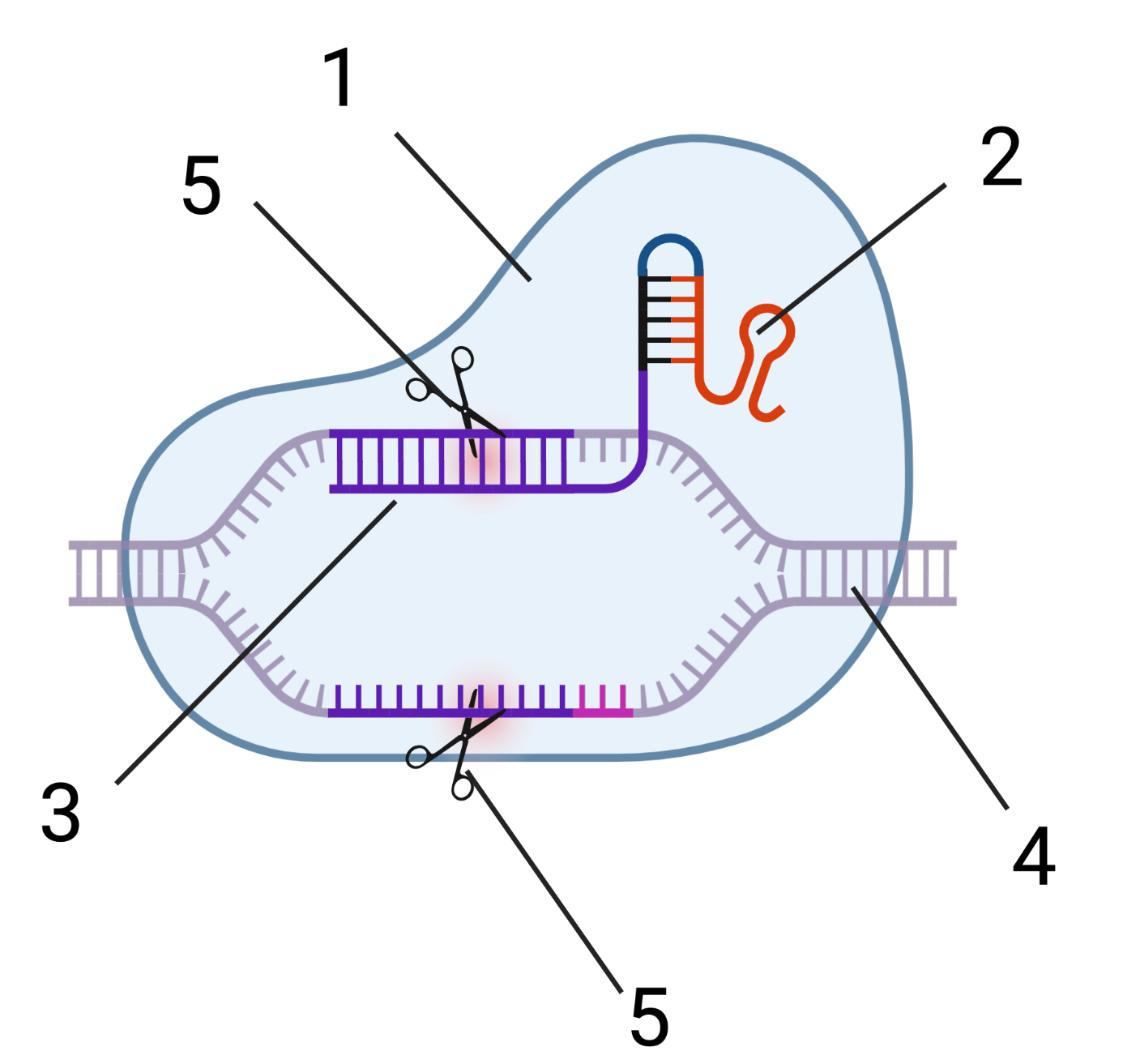 1. Cas9 protein. 2. Structural RNA. 3. Viral DNA. 4. Targeting RNA. 5. Enzyme scissors.