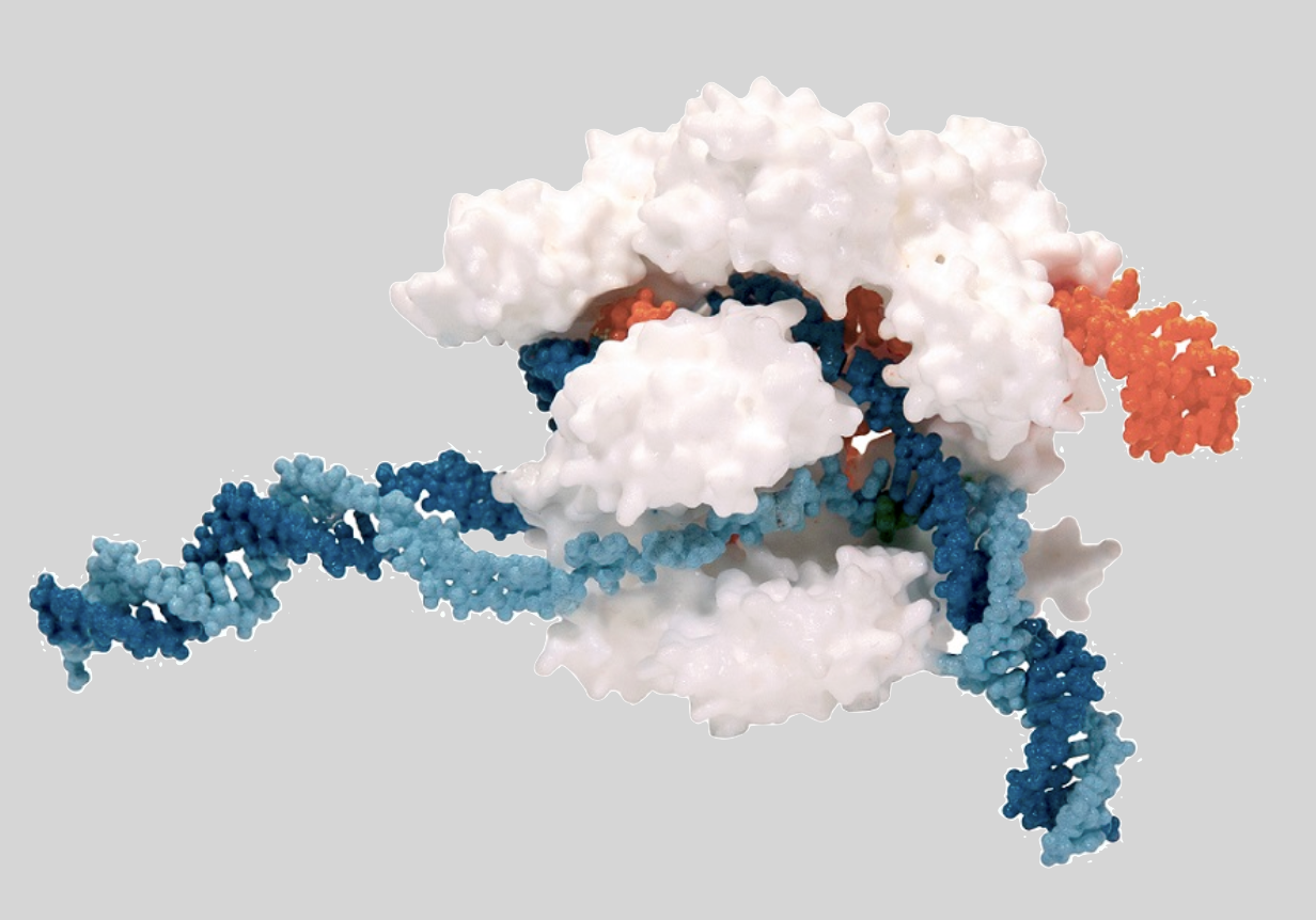 Blue DNA is separated to allow the white protein access to produce red RNA.