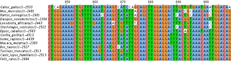 Fourteen partial DNA sequences from: Gallus_gallus/1_2533, Mus_musculus/1_2491, Dasypus_novemcinctus/1_2306, Loxodonta_africana/1_2443, Oryctolagus_cuniculus/1_2522, Equus_caballus/1_2583, Gorilla_gorilla/1_4513, homo_sapiens/1_4639, Macaca_mulatta/1_2393, Bos_taurus/1_2527, Tursiops_truncatus/1_2513, Canis_lupus_familiaris/1_2513, Felis_catus/1_2884. Cs are highlighted red, Ts are highlighted green, Gs are highlighted orange. As are highlighted blue. A few letters scattered around are not highlighted. The 