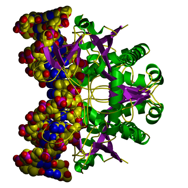 Includes many red, yellow, and blue globules along with green alpha helices and purple beta pleated sheets.