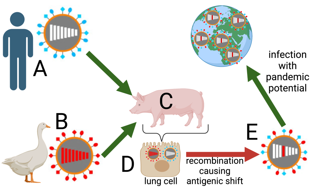 Virus A in a person and Virus B from a goose meet in pig C. In the pig's lung cell D, the two viruses undergo recombination causing antigenic shift and producing virus E which contains elements of both viruses A and B. This leads to infection with pandemic potential.