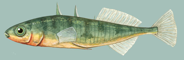 Threespine stickleback (Gasterosteus aculeatus)