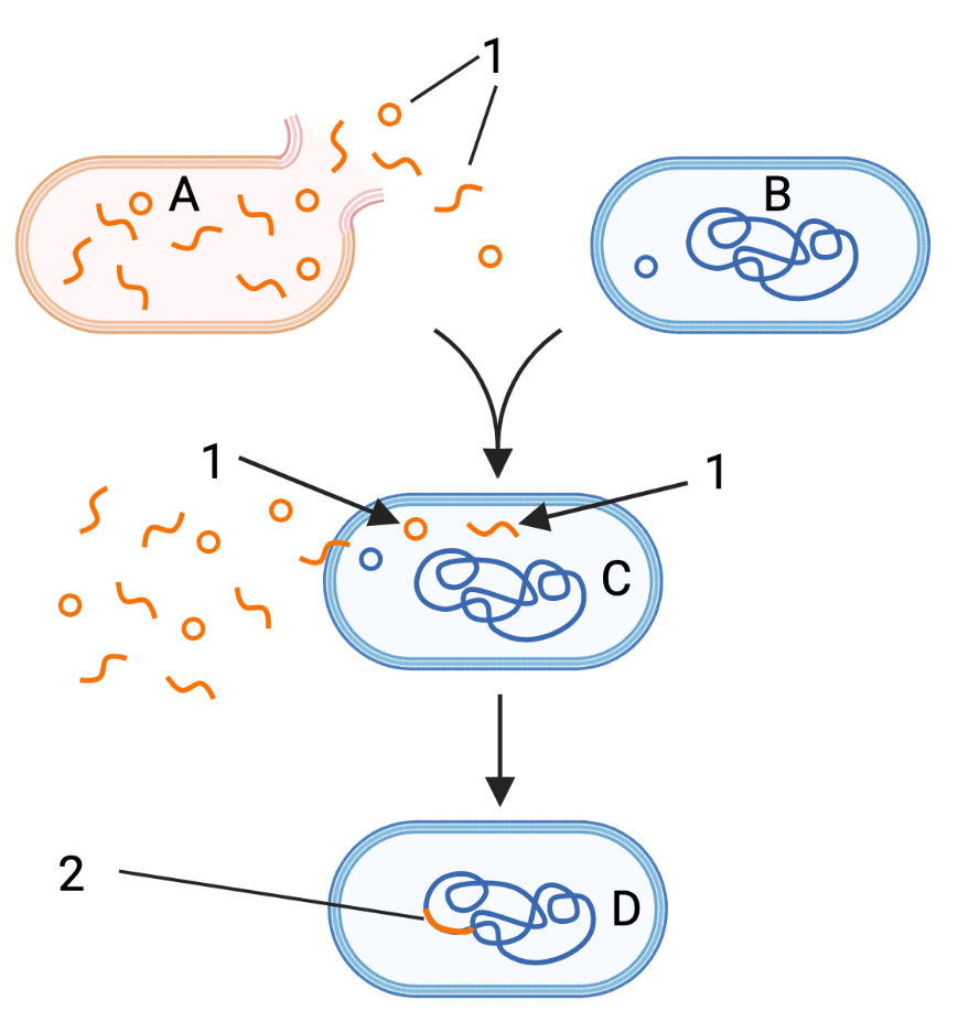 An orange bacterium "A" is ruptured and releasing its genetic material. A blue bacterium "B" uptakes some of that material as "C". The new genetic material is incorporated into the main chromosome in "D".