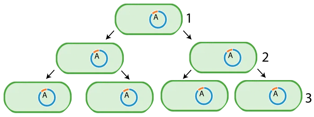 One bacterium with gene mutation A splits into two identical cells with that mutation and each of those cells also split into two identical cells with the end result of four identical cells with gene mutation A.