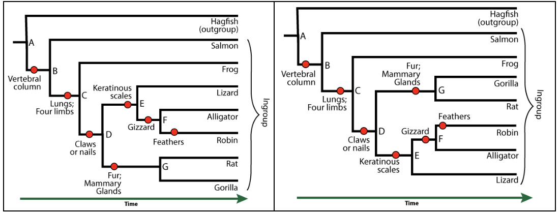 Left: Phylogenetic tree. Node A splits Hagfish (outgroup) and the lower branch with Jaws. Node B splits Salmon and the lower branch with Lungs; Four limbs. Node C splits Frog and lower branch Claws or nails. Node D splits upper branch with Keratinous scales and lower branch with Fur; Mammary Glands. The Keratinous scales branch has node E, which splits Lizard and lower branch with Gizzard. Node F splits Alligator and a lower branch with Feathers that leads to Robin. The Fur; Mammary Glands branch leads to node G, which splits Rat and Gorilla.

Right: Similar phylogenetic tree to the left, but at node D, the subsequent branches have been flipped vertically such that the branch with fur; mammary glands is the upper one, and the branch with keratinous scales is the lower one.