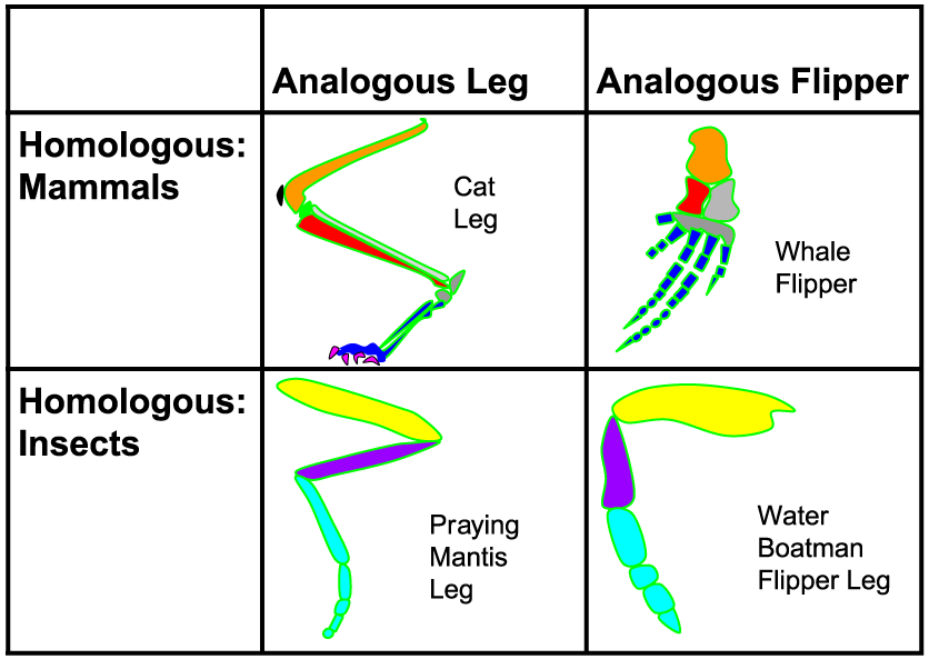 Table comparing homologous and analogous traits. Homologous: Mammals include cat leg and whale flipper. Homologous: Insects include praying mantis leg and water boatman flipper leg. Analogous legs are cat leg and praying mantis leg. Analogous flipper are whale flipper and water boatman flipper leg.
