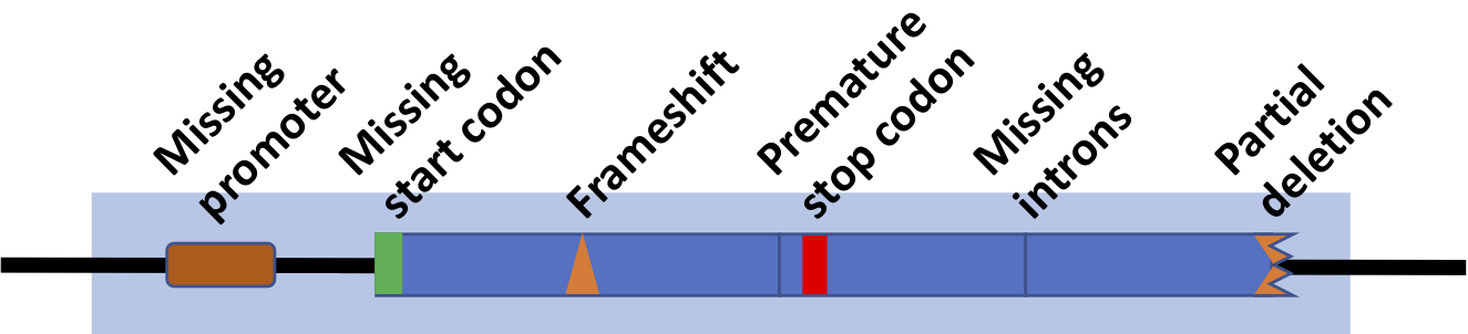 Gene with labeled parts: Missing promoter, missing start codon, frameshift, premature stop codon, missing introns, partial deletion.