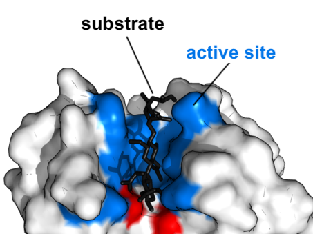 3D model of an enzyme with substrate  fitting into the active site.
