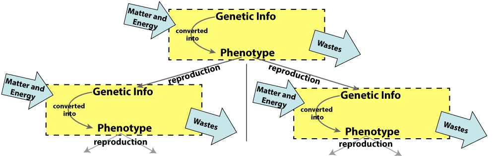 Yellow rectangle with dotted black outline contains Genetic Info with an arrow labeled "converted into" pointing to Phenotype. Blue arrow labeled Matter and Energy points into the rectangle on the left. Blue arrow labeled Wastes points away from the rectangle on the right. Two arrows labeled reproduction point to copies of the top rectangle.