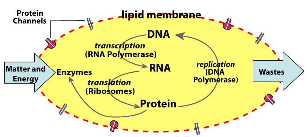 Yellow oval with red dashed outline labeled "lipid membrane". Blue arrow labeled "Matter and Energy" points inward on the left, and blue arrow labeled "Wastes" points outward on the right. Protein channels are labeled along the dashed outline. Inside, DNA points to RNA via transcription (RNA polymerase). RNA points to Protein via translation (Ribosomes). Proteins point to Enzymes and also point to DNA via replication (DNA polymerase).