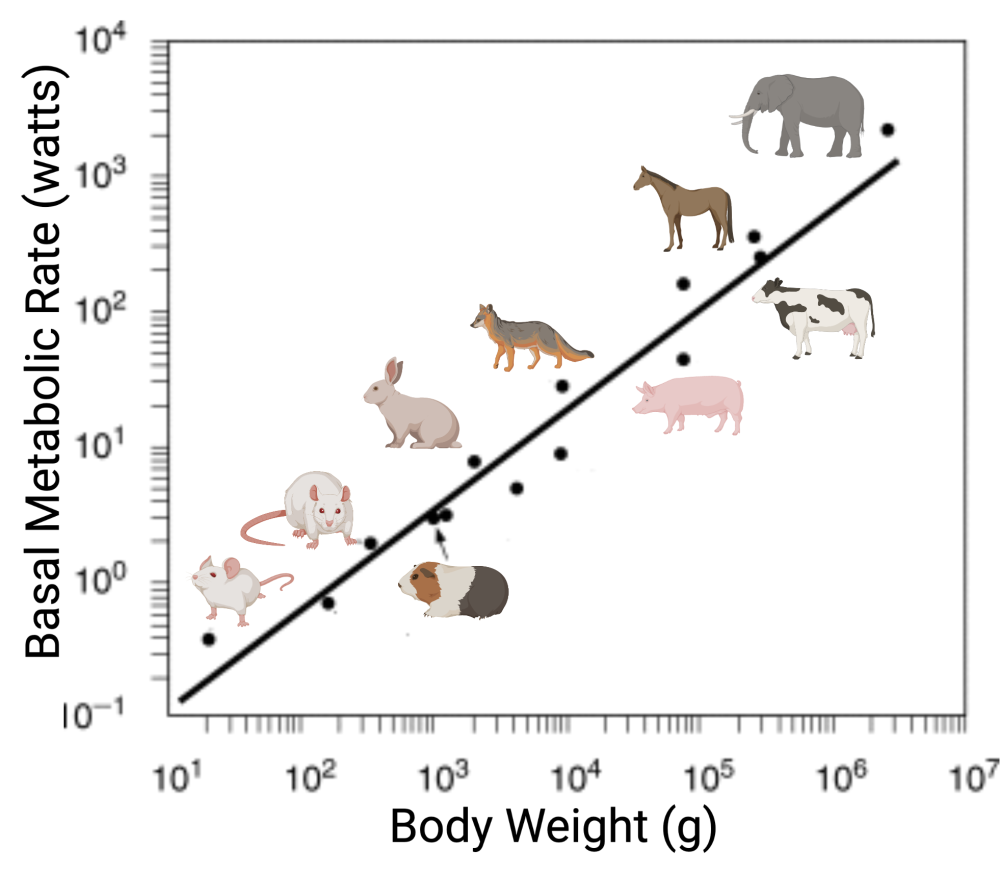 Body Weight (g) from 10 to 10 to the seventh power is along the X-axis. Basal Metabolic Rate (watts) from 1 to 10 to the four power is along the Y-axis. From bottom left to upper right, a best fit line is drawn, and these animals are plotted around it: Mouse, rat, guinea pig, rabbit, coyote, pig, cow, horse, and elephant.