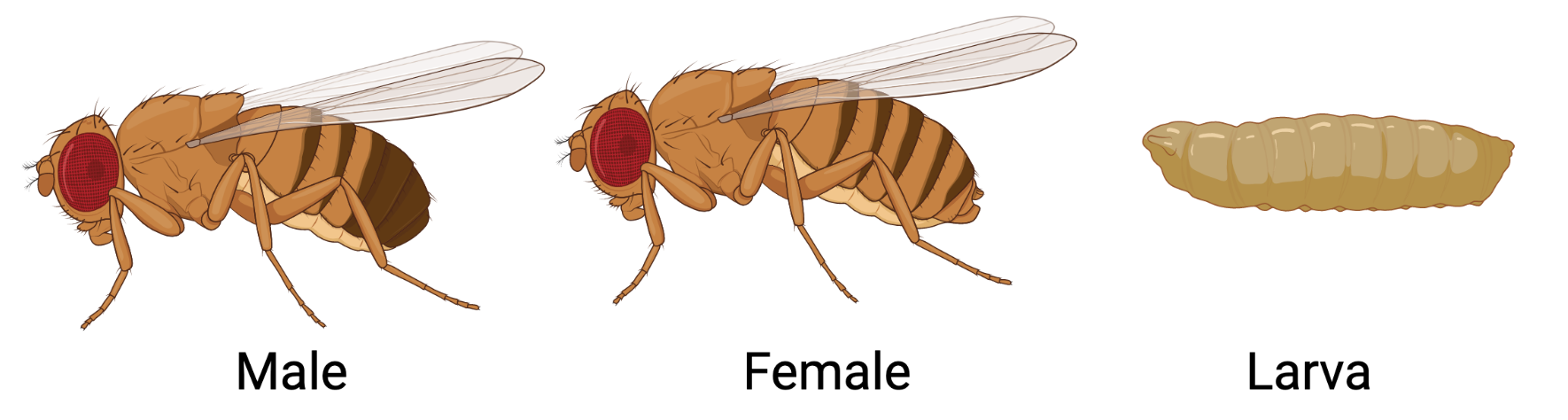 Left: Male red-eyed fruit fly. Middle: Female red-eyed fruit fly. Right: Fly larva.