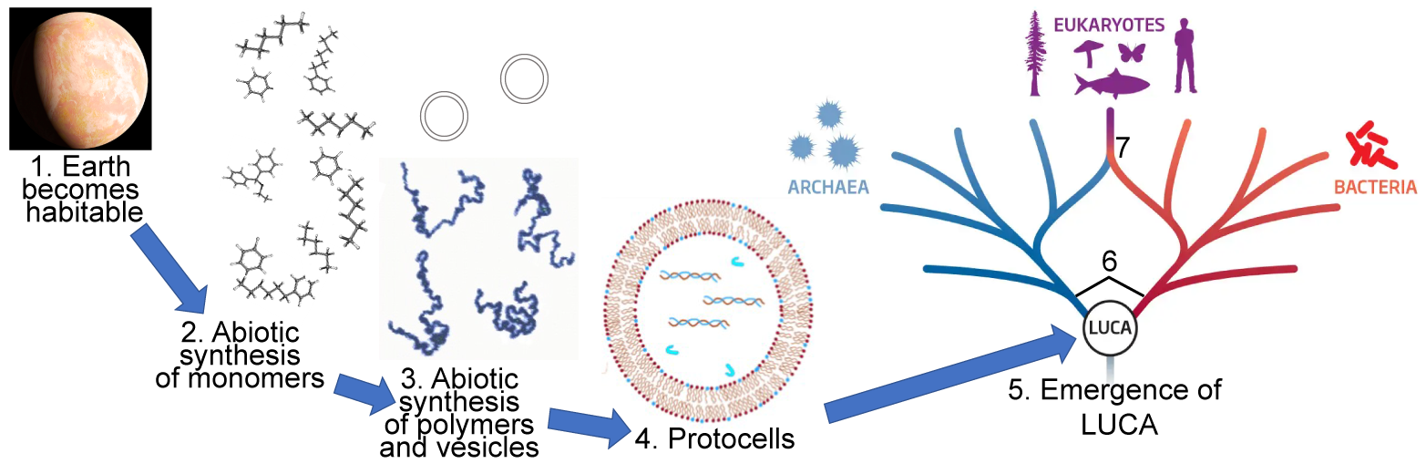Step 1. Earth becomes habitable. Step 2. Abiotic synthesis of monomers. Step 3. Abiotic synthesis of polymers and vesicles. Step 4. Protocells. Step 5. Emergence of LUCA. Step 6. Branches leading to Archaea and Bacteria. Step 7. Eukaryotes.